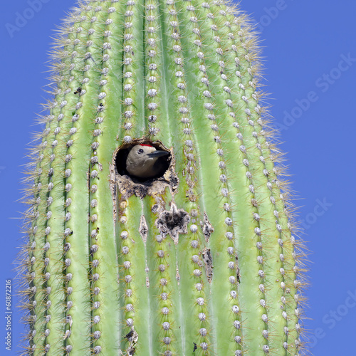 Gila Woodpecker photo