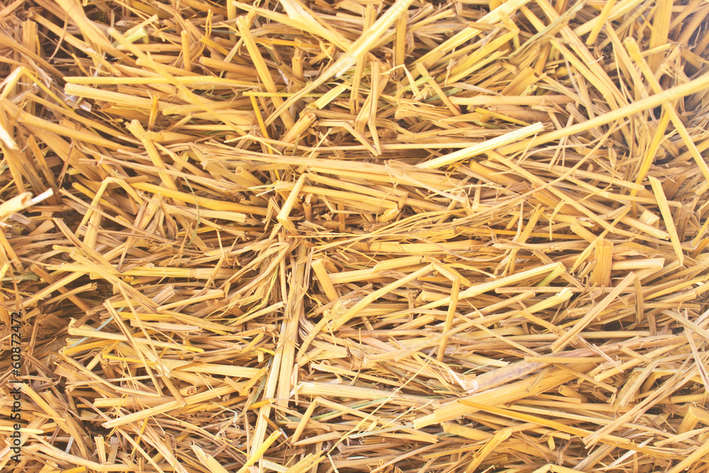 Rice straw background Rice straw background