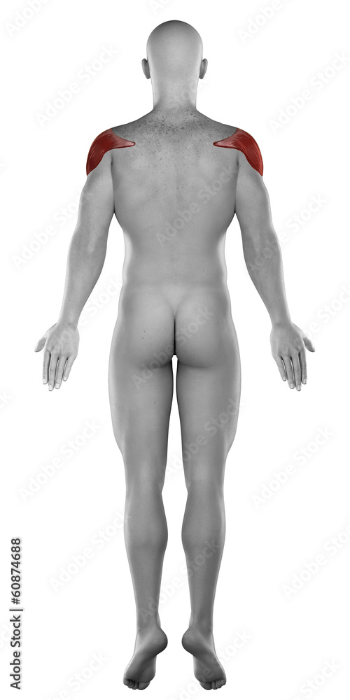 Deltoid male muscle anatomy posterior view isolated Deltoid male muscle anatomy posterior view isolated