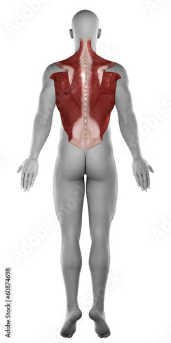 Fototapeta Naklejka Na Ścianę i Meble -  Abs back muscles antomy  posterior view