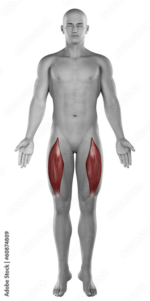 Rectus femoris male muscles anatomy anterior view isolated
