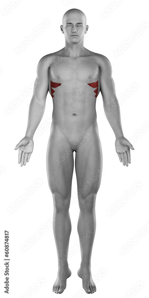 Serratus male muscles anatomy anterior view isolated Serratus male muscles anatomy anterior view isolated