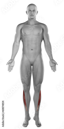 Tibialis anterior male muscles anatomy anterior view isolated