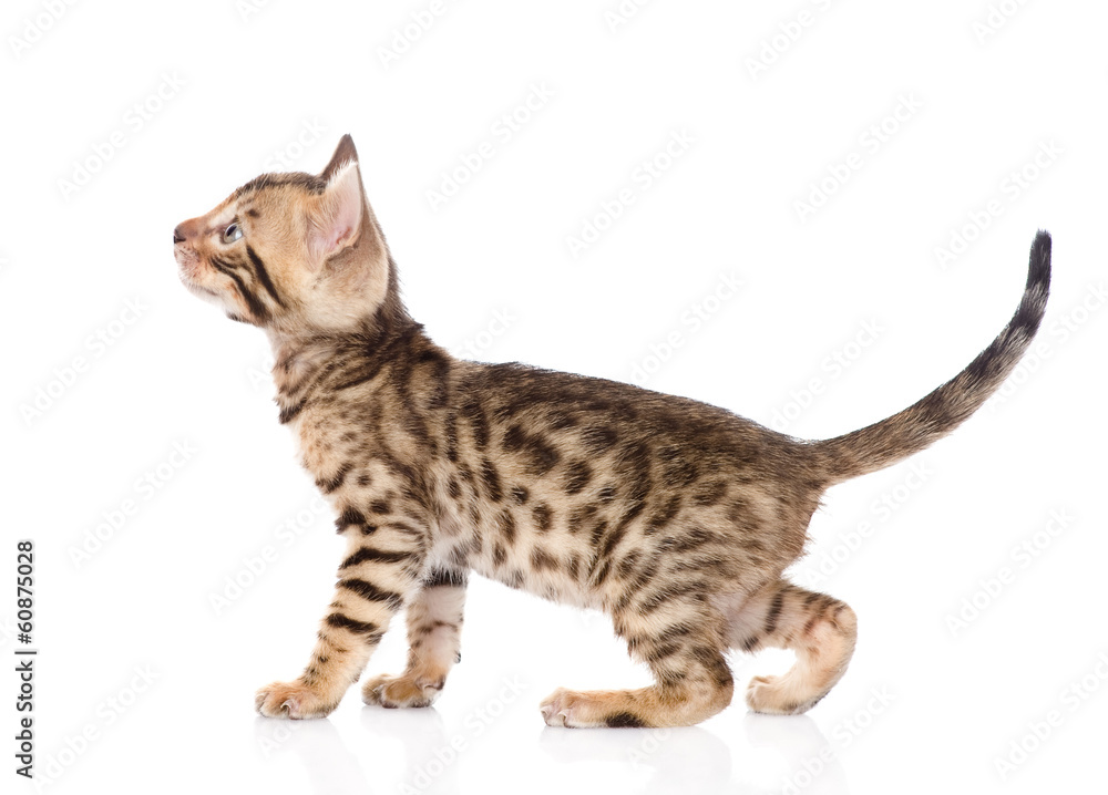 Fototapeta premium purebred bengal kitten looking up. isolated on white background