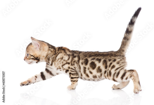Bengal kitten walking. isolated on white background
