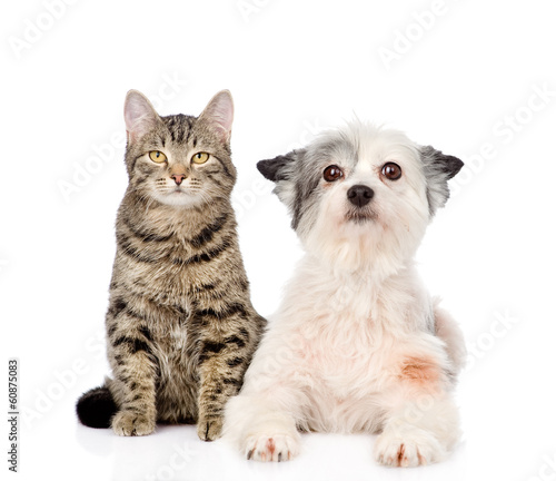 cat and dog looking at camera together. isolated on white 