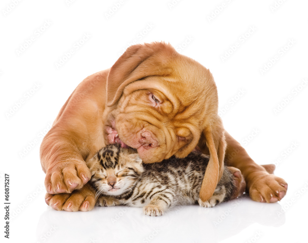 Bordeaux puppy dog licking bengal kitten. isolated on white Bordeaux puppy dog licking bengal kitten. isolated on white