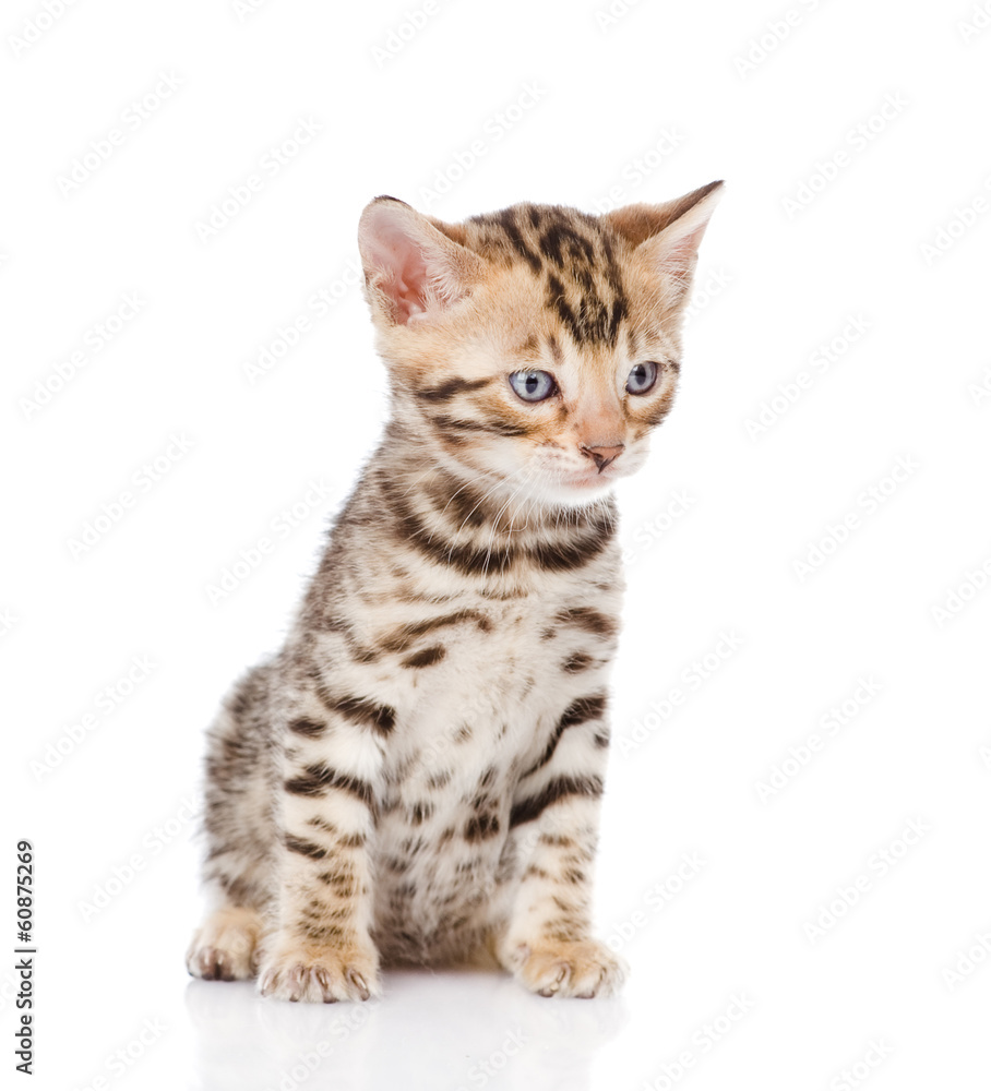 purebred bengal kitten sitting in front. isolated on white 