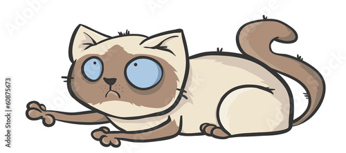Cat colorpoint