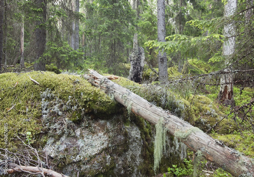 Natural untouched forest, fallen log with lichen