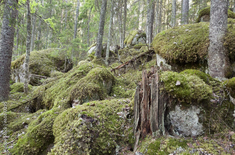 Untouched primeval forest, Sweden Untouched primeval forest, Sweden