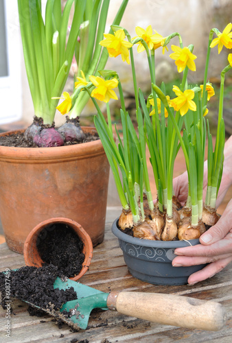 pot of narcissus