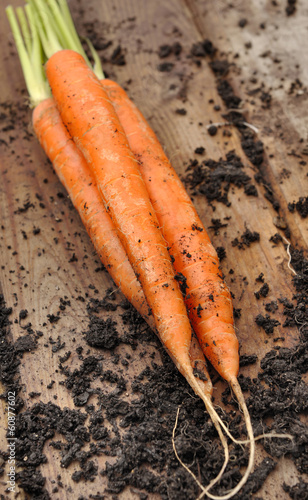 carottes fraîchement récoltées
