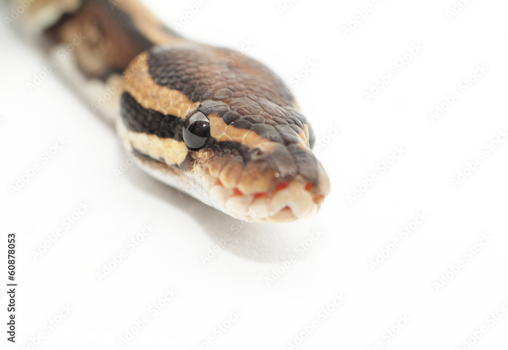 Ball Python close up Ball Python close up