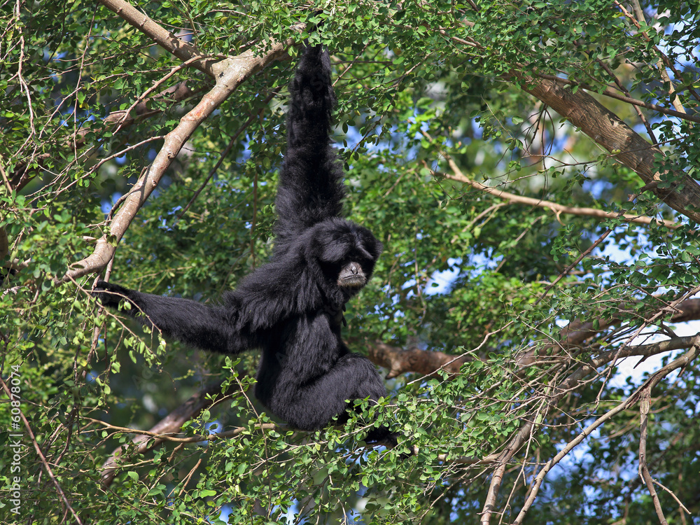 Fototapeta premium siamang