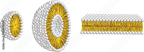micelle,liposome and double membrane