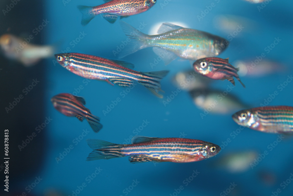 Fototapeta premium Zebrafish (Danio rerio) aquarium fish
