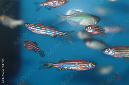 Zebrafish (Danio rerio) aquarium fish