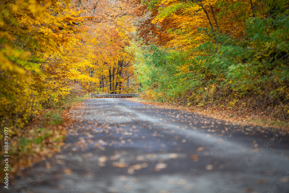 Autumn colorful trees near the road