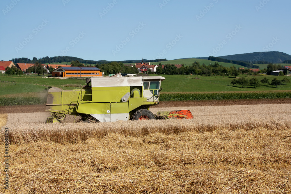 Fototapeta premium A combine machine is harvesting wheat