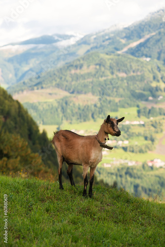 Ziege Auf einer Alm, Alpen im Hintergrund © Kitty