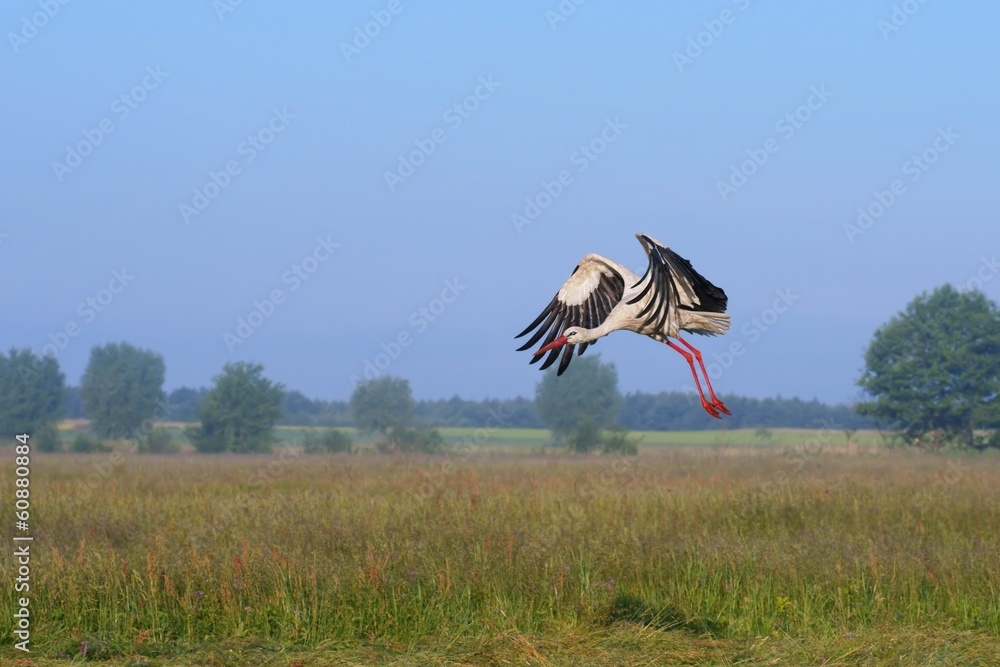 Naklejka premium White stork (Ciconia ciconia), the region Ponidzie, Poland