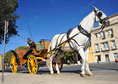White horse with carriage for tourists, Sevilla, Spain