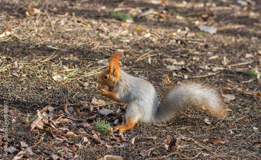 Fototapeta premium Eurasian red squirrel found walnut on the ground