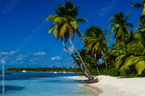 Caribbean beach with palms photo