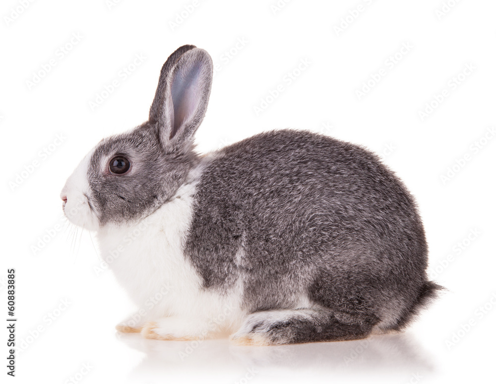 Rabbit on white background