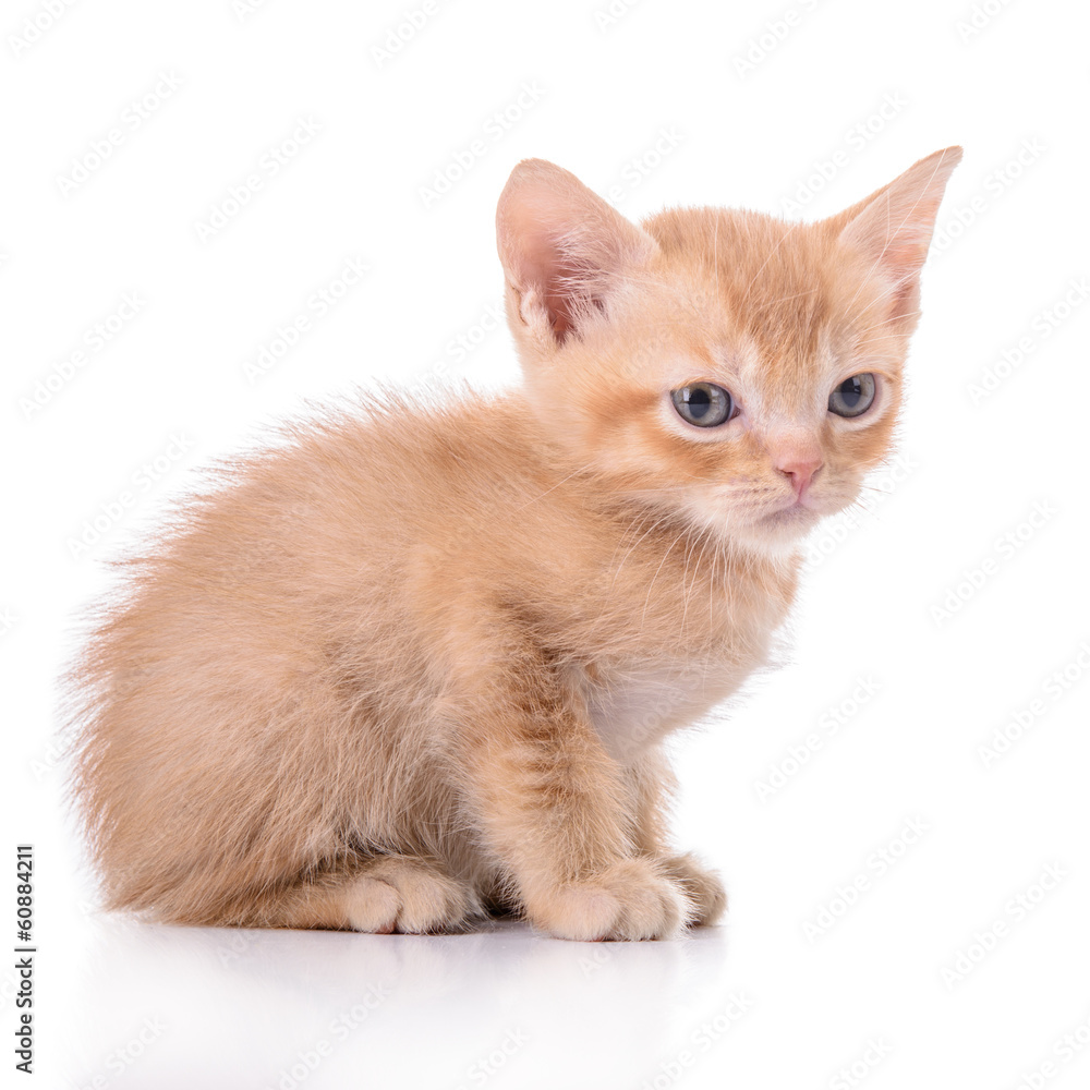Scottish red kitten