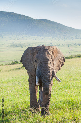 African Elephant