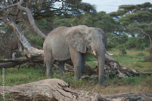 African Elephant © Justaman