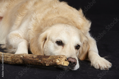 Golden Retriever mit Stock