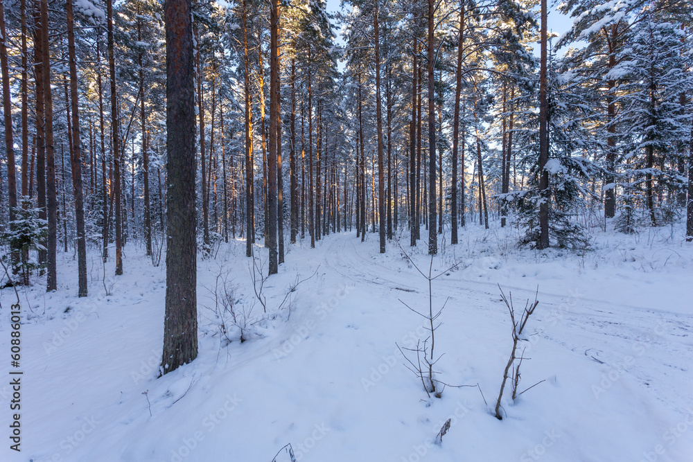 Winter forest with road covered with snow