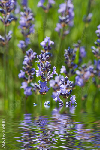 Lavendel