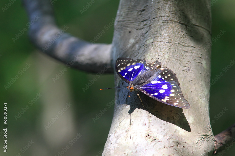 Naklejka premium オオムラサキ