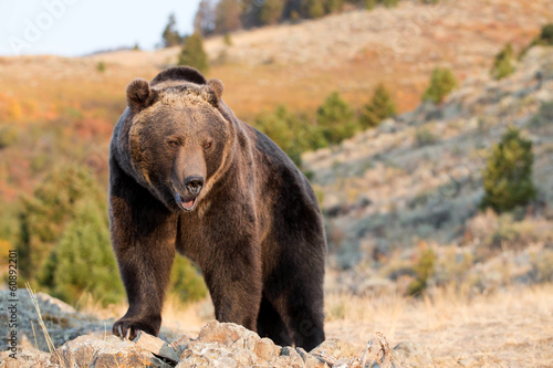 North American Grizzly Bear