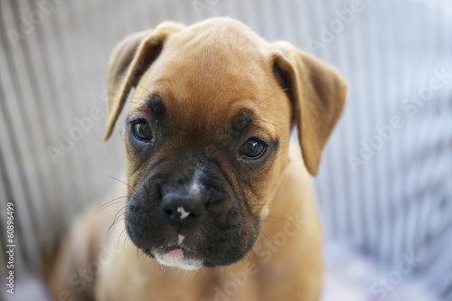 Puppy Boxer Dog