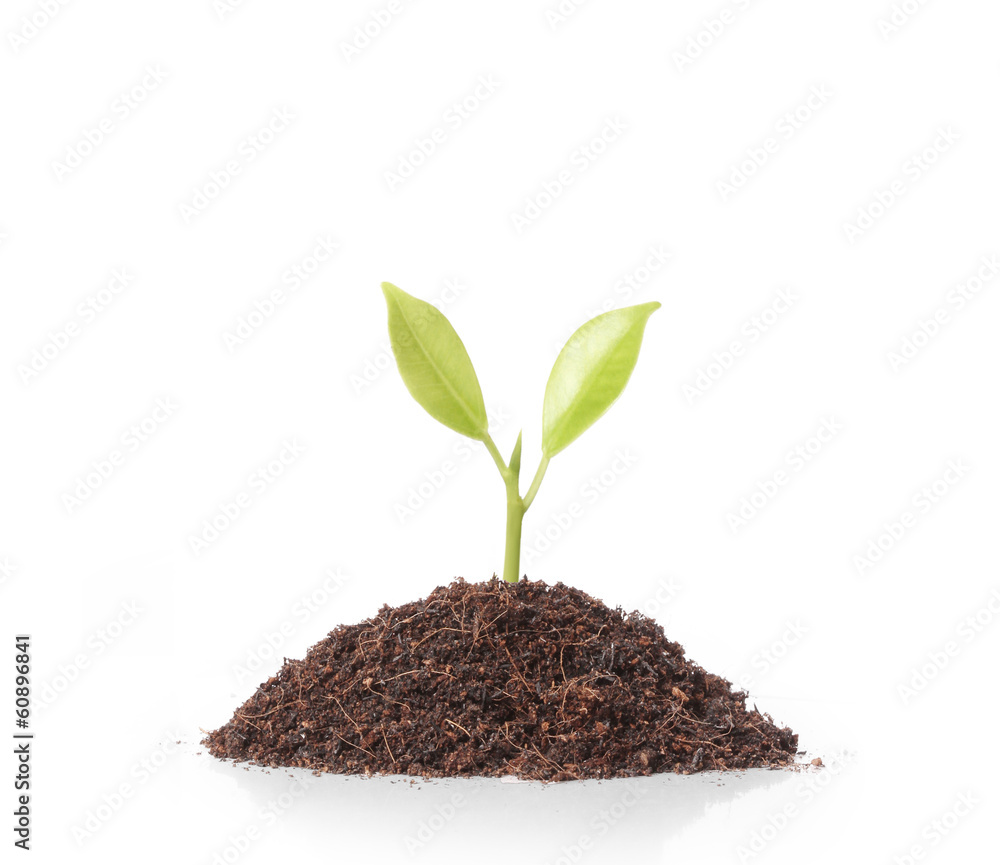 young plant new life young plant new life