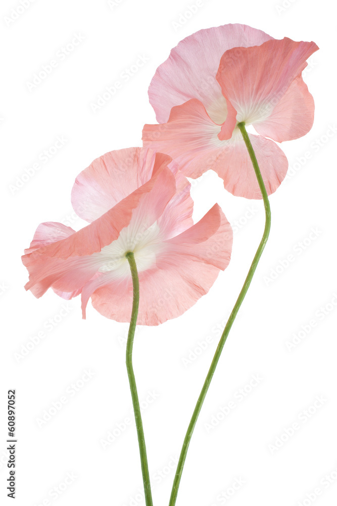 Fototapeta premium poppy