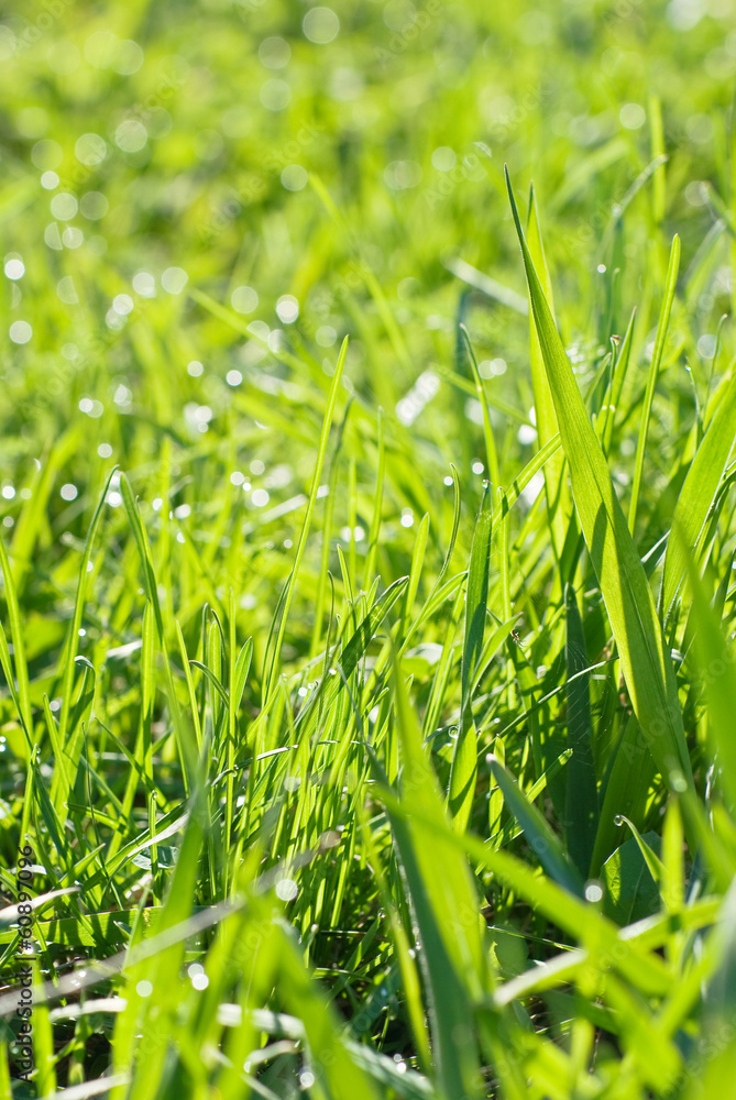 Obraz premium Green grass with dew drops