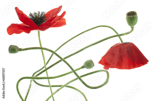 Fototapeta Naklejka Na Ścianę i Meble -  poppy