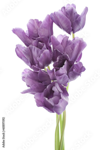 Fototapeta Naklejka Na Ścianę i Meble -  tulip