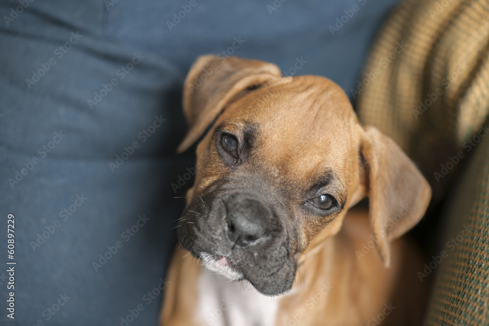 Fototapeta premium Puppy Boxer Dog