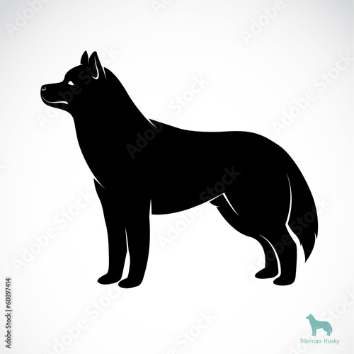 Vector image of a dog Siberian husky