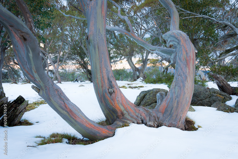 Naklejka premium Pink Snow Gums