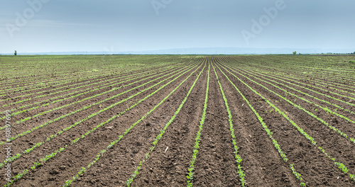 Soybean Field Rows