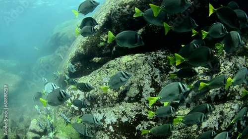 The reef at the sea of cortez photo