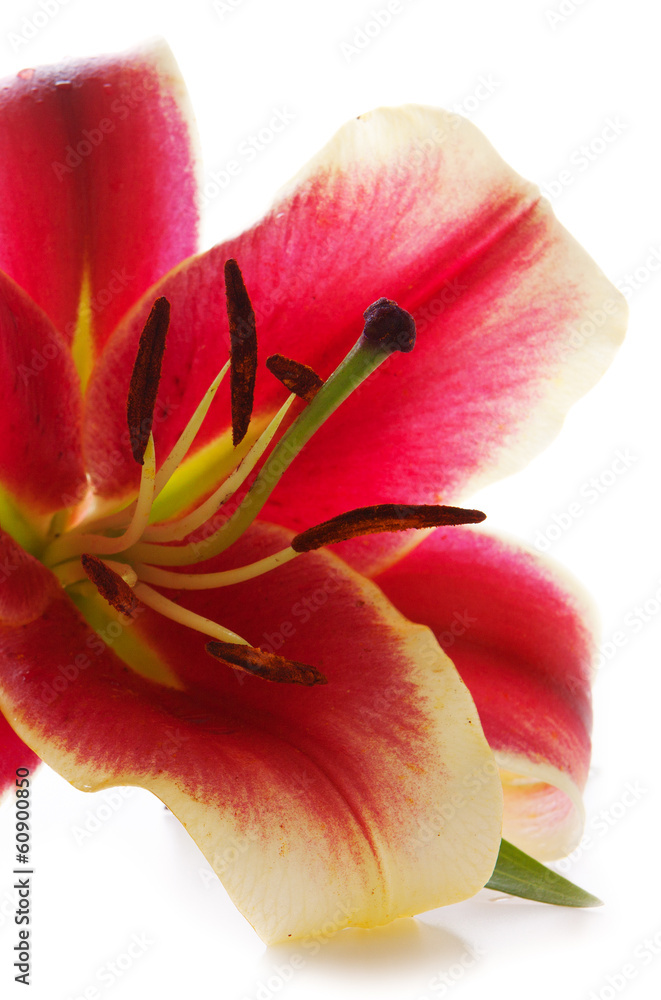 Pink lily isolated on white background. Pink lily isolated on white background.
